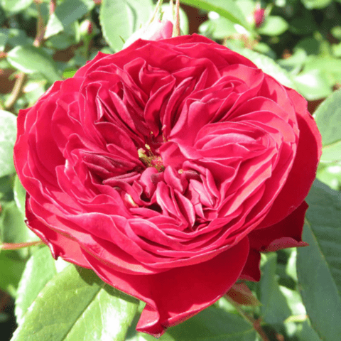 Парковая роза – правила посадки, ухода, размножения и пересадки, использование в ландшафте