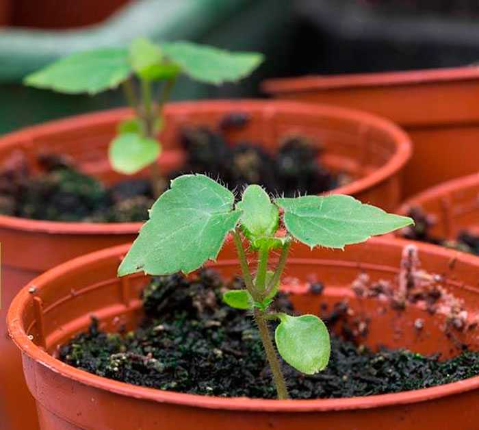 Родохитон – выращивание из семян в домашних условиях