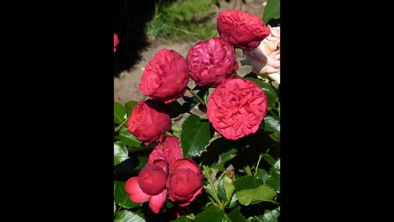 Описание и характеристики почвопокровной розы сорта боника 82: как выращивать