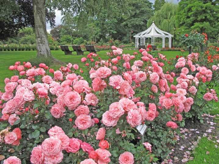 Плетистая роза розариум ютерсен: описание сорта и особенности ухода - цветы | описание, советы, отзывы, фото и видео