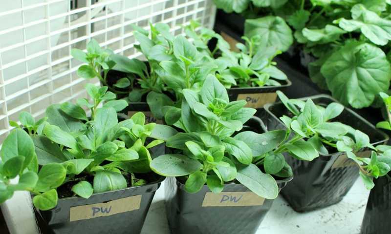 Выращивание петунии из семян: секреты агротехники