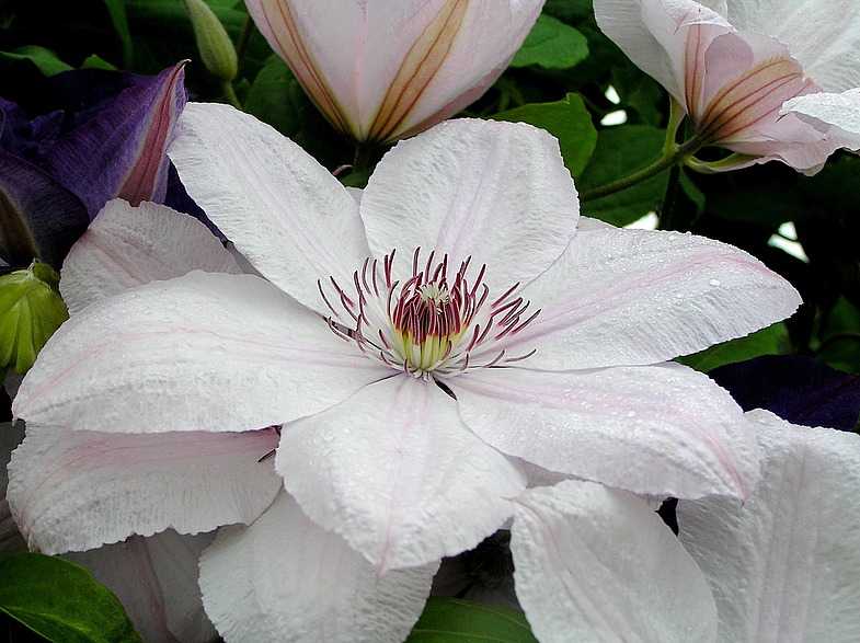 Клематисы мелкоцветковые (35 фото): описание сортов. посадка и уход за ломоносом с мелкими цветами