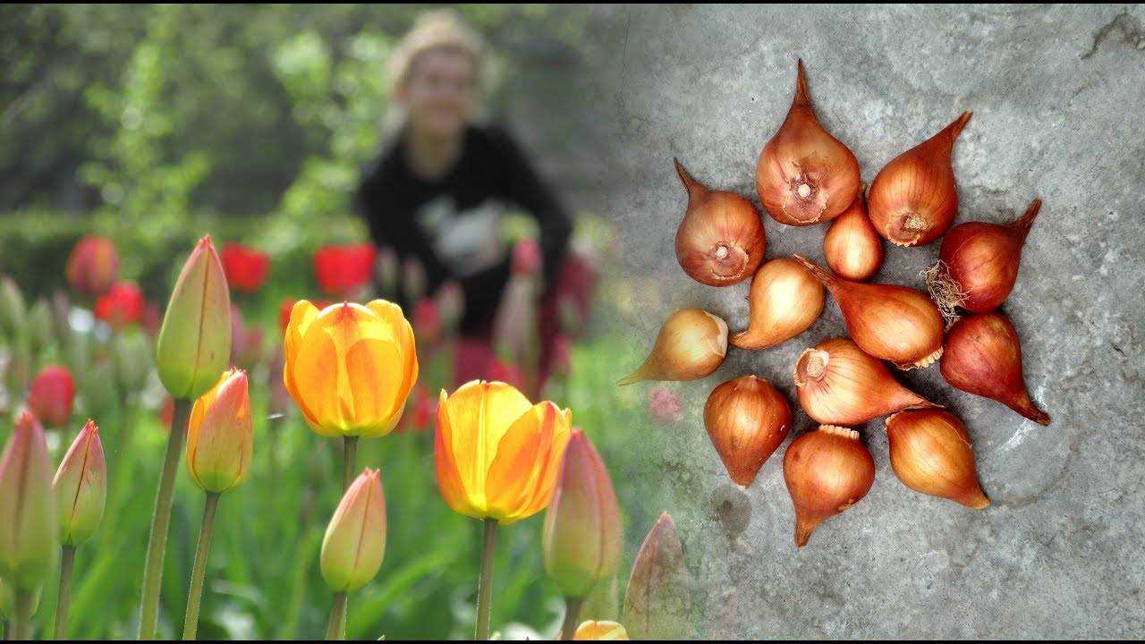 Фото луковиц тюльпана