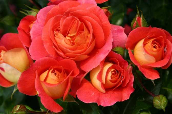Штамбовые розы (88 фото): как их вырастить и правильно укрыть на зиму? посадка и уход, прививки, обзор сортов «свани» и «крокус роуз»