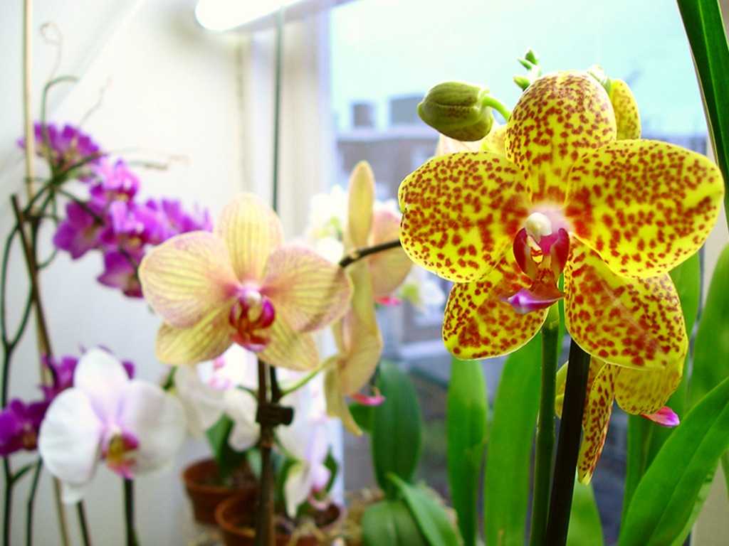 Важные особенности ухода за орхидеей фаленопсис