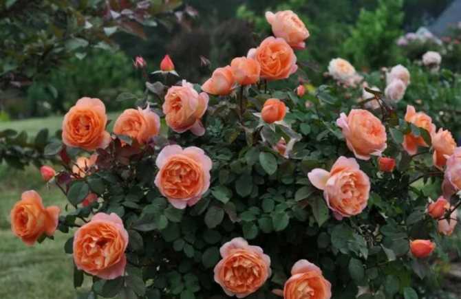 Роза "голден селебрейшен": фото и описание
