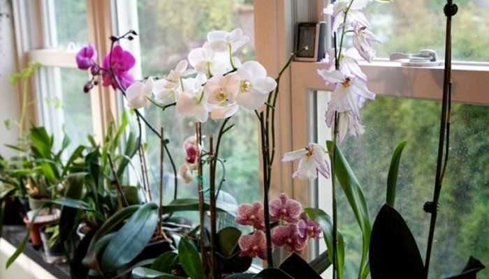 Орхидея каттлея: описание сорта и уход в домашних условия с фото и видео, а также как должна выполняться пересадка