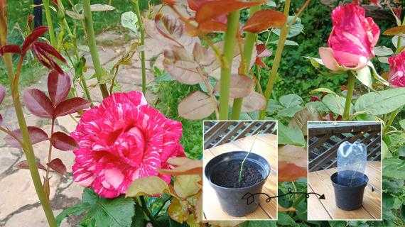 Вьющаяся плетистая роза: посадка и уход в открытом грунте, фото и использование эффектного растения для вертикального озеленения