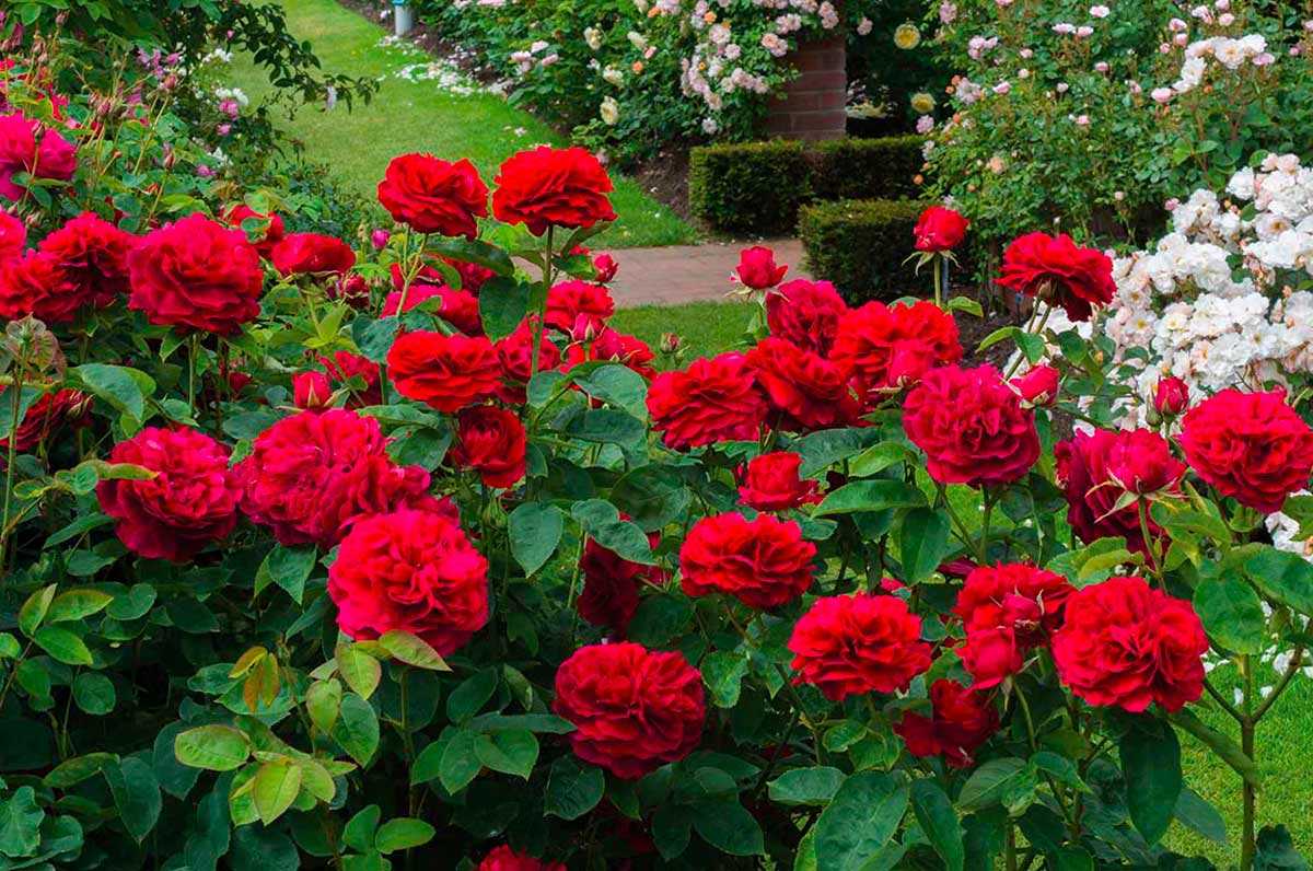 Чайно-гибридная роза версилия: описание и характеристика сорта, отзывы садоводов, выращивающих сорт, правила посадки, размножения и ухода