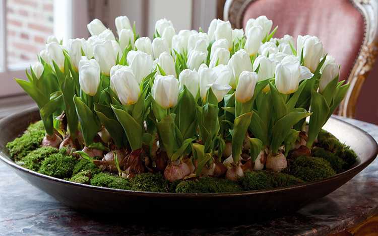 Выгонка тюльпанов в домашних условиях к 8 марта Выращивание тюльпанов к 8 марта Когда сажать, чтобы зацвели к 8 марта Выгонка тюльпанов к новому году