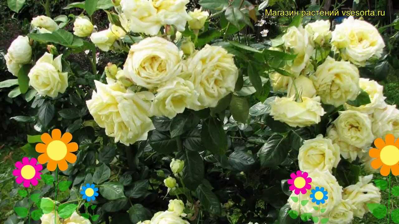 Роза «фламентанц» (24 фото): описание, посадка и уход за плетистым ландшафтным сортом роз, обрезка и выбор опоры, отзывы