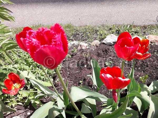 Тюльпаны - посадка и уход в открытом грунте осенью (когда сажать, советы)