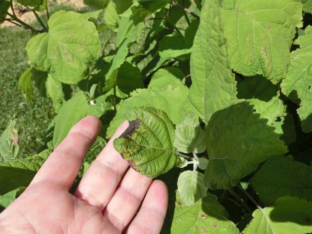 Гортензия побелела: почему появились бледно-зеленые листья и чем подкормить куст