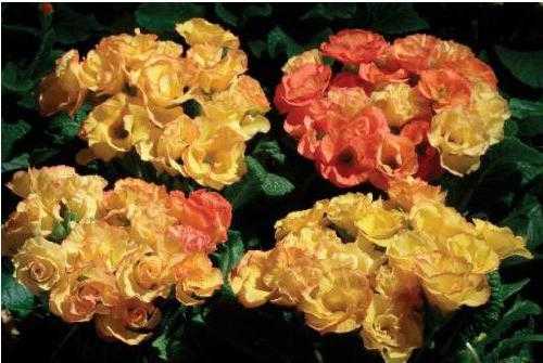 Сорта роз с описаниями, названиями и фото - проект "цветочки" - для цветоводов начинающих и профессионалов
