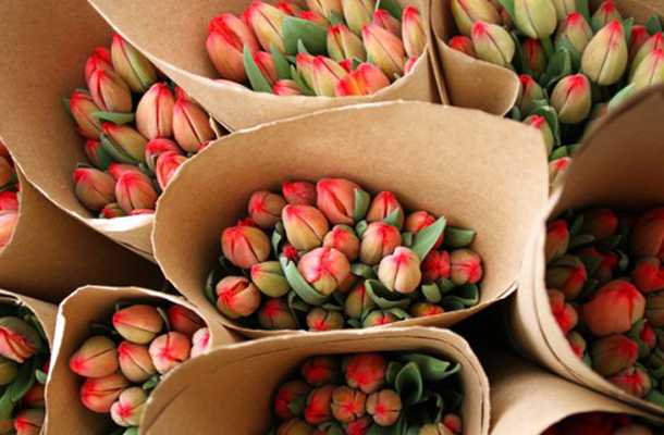 Тюльпаны на 8 марта (24 фото): как вырастить их в домашних условиях? выгонка и сроки посадки, выращивание в теплице и горшке для начинающих