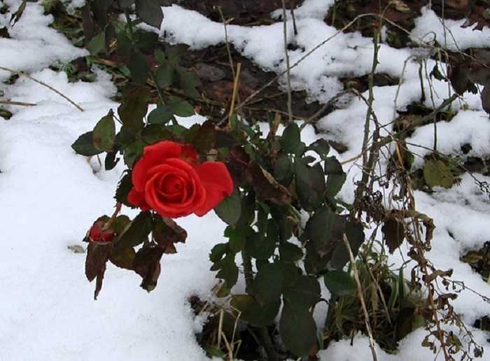 Укрытие роз на зиму, подготовка к зимовке и обрезка роз осенью