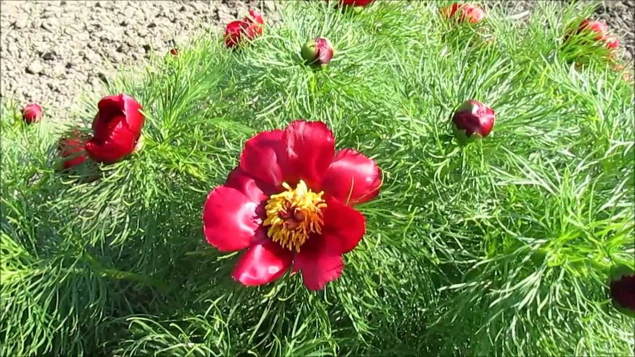 Цветок горный пион из красной книги