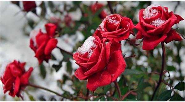 Когда и как правильно укрывать розы на зиму: сроки и способы