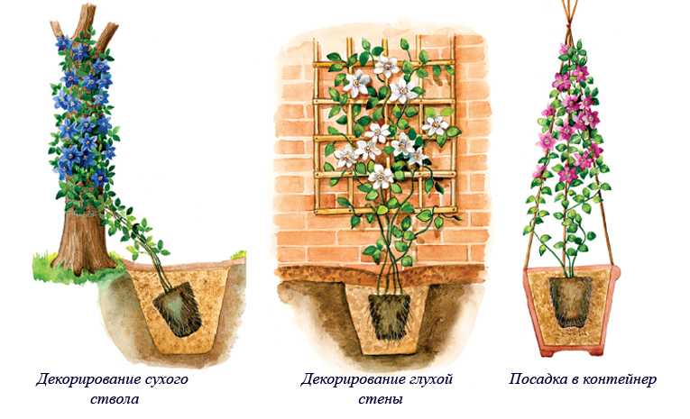 Клематисы «арабелла»: описание, выращивание и размножение