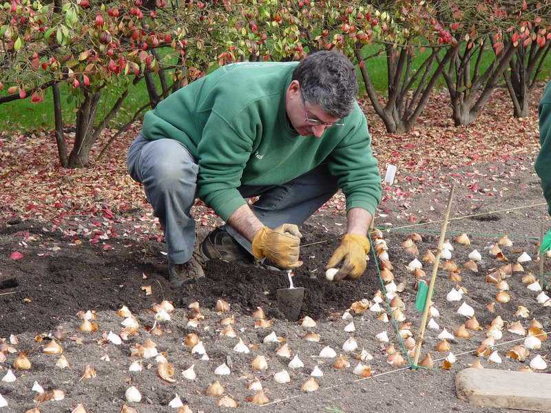Посадка и уход за тюльпанами в открытом грунте осенью Выращивание Размер луковицы тюльпанов Когда и как посадить Можно ли сажать при минусовой температуре На какую глубину сажать