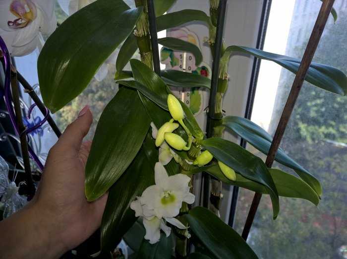 Пересадка орхидеи дендробиум (8 фото): как правильно пересадить орхидею дендробиум в горшок после покупки в домашних условиях пошагово?