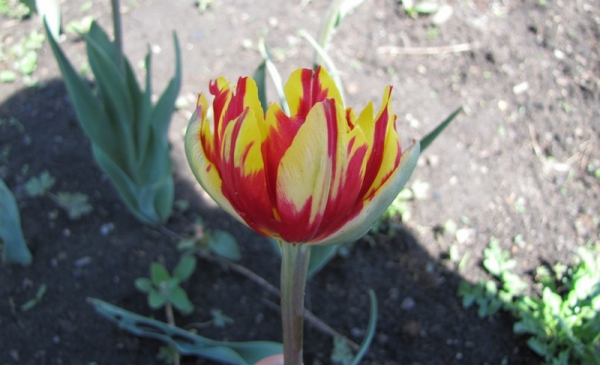 Тюльпан - фото, посадка и уход, описание цветка, выгонка дома, пересадка