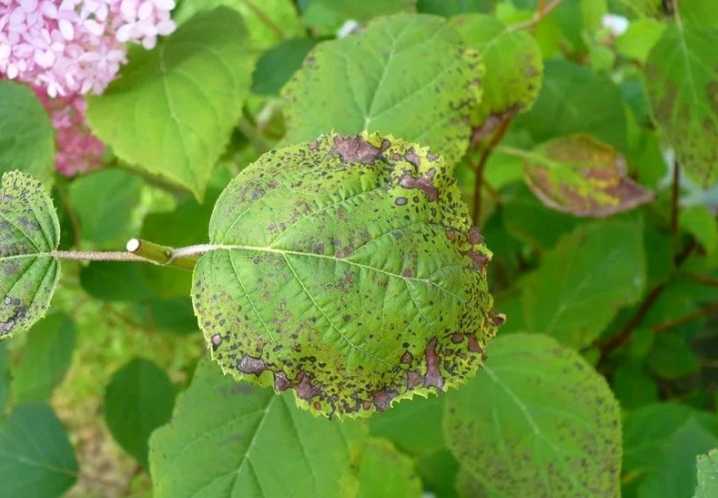 Гортензия метельчатая мега минди: описание и фото, отзывы