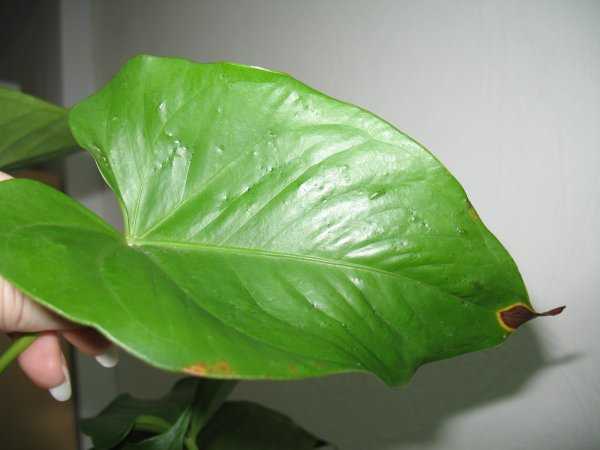 Антуриум в горшке: как ухаживать и почему сохнут листья, что делать