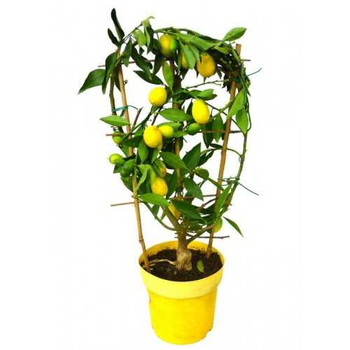 Загадочное растение — лимон пандероза! описание и уход в домашних условиях