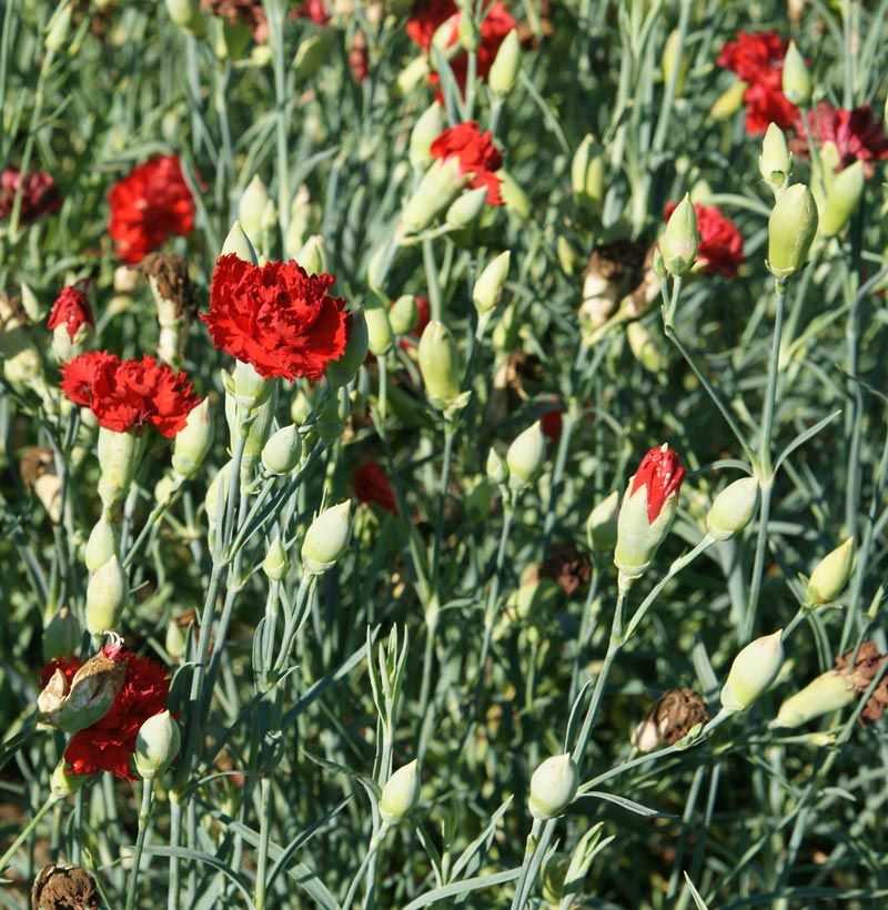 Гвоздика садовая (52 фото): посадка и уход за многолетним цветком в открытом грунте. как размножить гвоздику голландскую? как ухаживать после цветения?