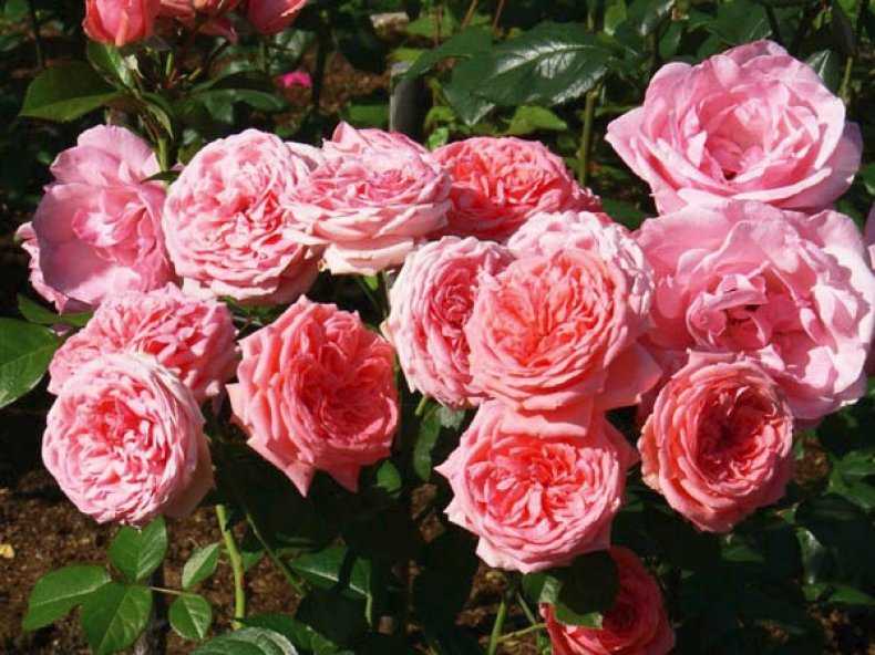 Кустовая роза в горшке — можно ли выращивать дома