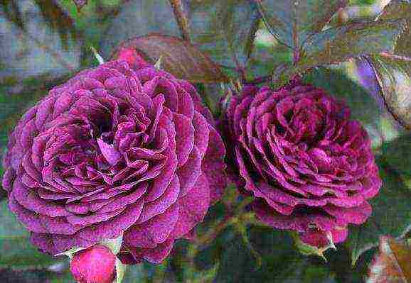 Сорт розы флорибунда румба: описание декоративного кустарника, как ухаживать