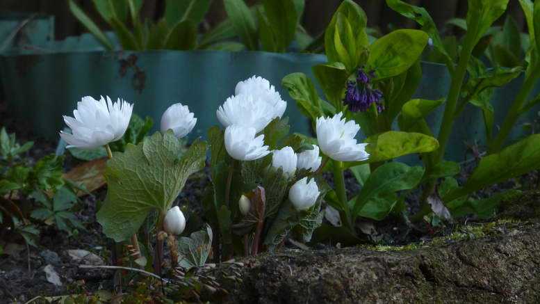 Тюльпан – описание, виды и сорта, выращивание, уход, фото
