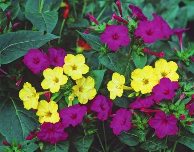 Цветы мирабилис (mirabilis): фото, посадка и уход за ними в домашних условиях и открытом грунте