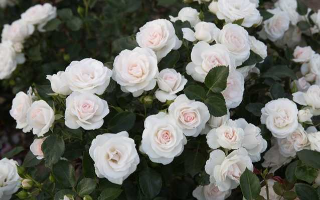 Роза аспирин: фото и описание сорта, особенности выращивания  |   дачное дело