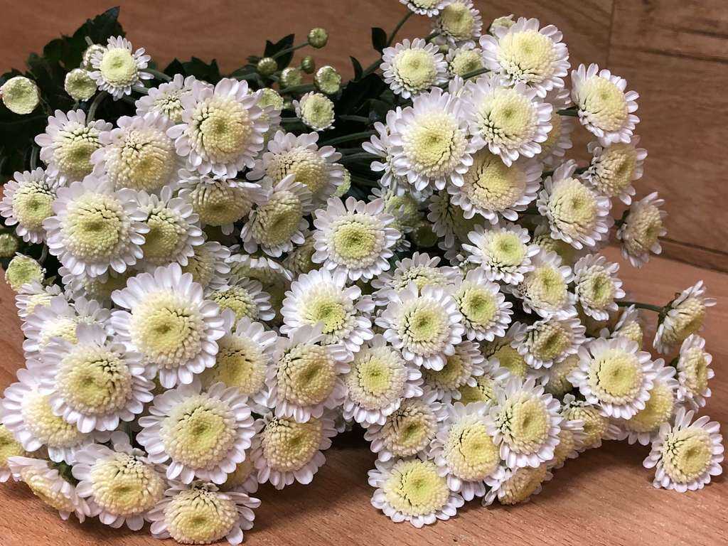 Белые хризантемы: сорта с описанием и фото Варианты использования в ландшафтном дизайне Букеты с белыми хризантемами Что символизируют цветы