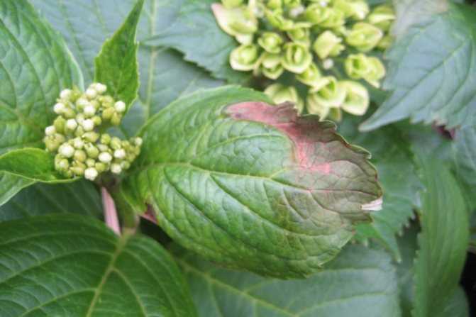Гортензия метельчатая (64 фото): посадка и уход в открытом грунте, размножение и болезни. почему не цветет? правила обрезки