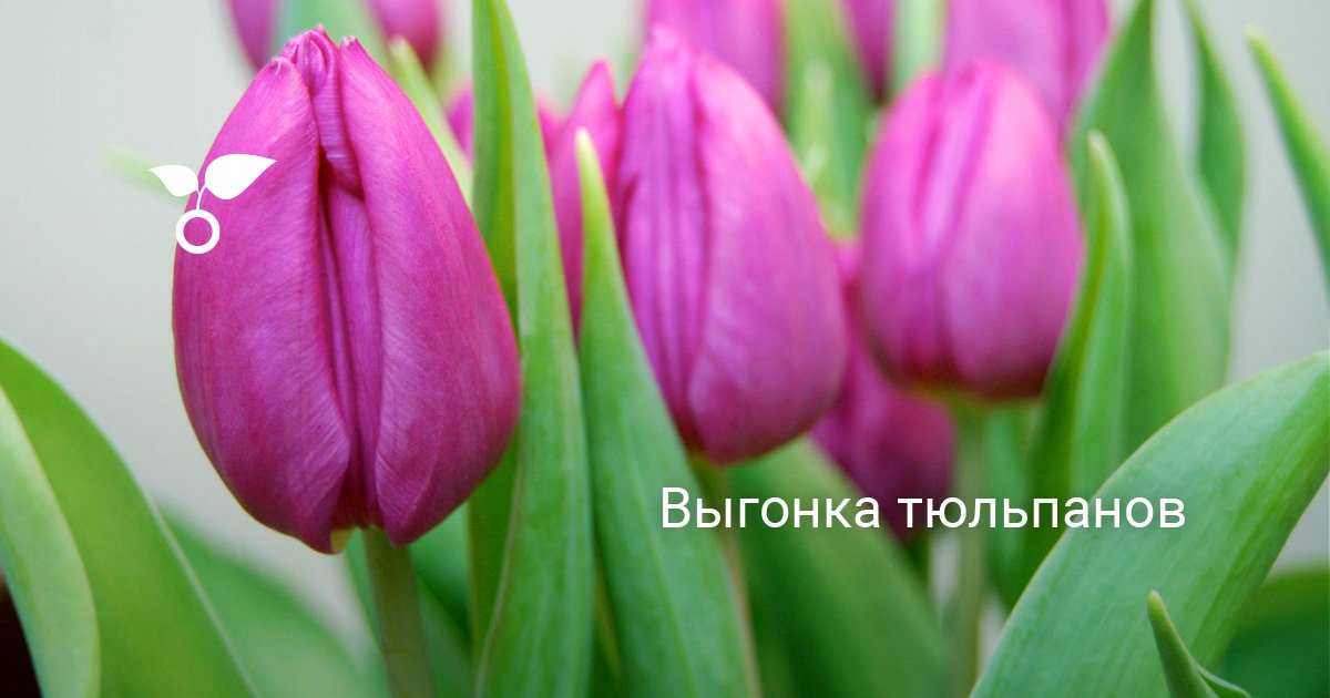 Как вырастить тюльпаны к 8 марта в домашних условиях? посадка, выгонка, хранение и другие тонкости