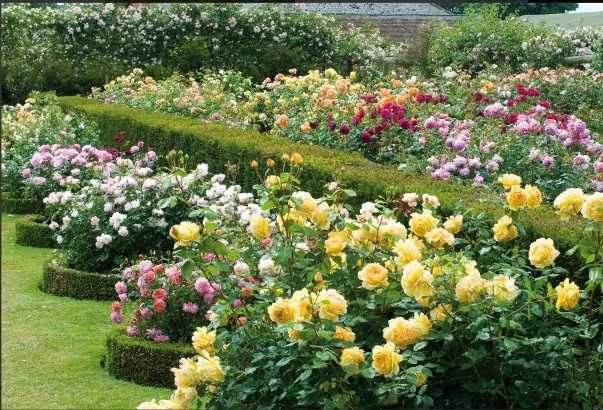 Голландские розы: посадка и уход, выращивание, размножение фото