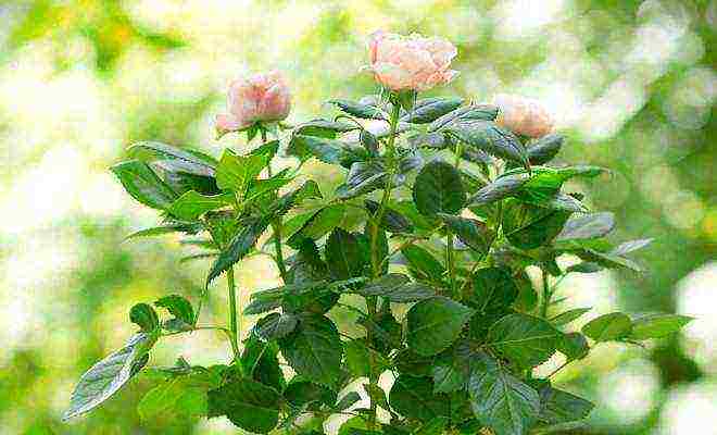 Миниатюрные розы: обзор лучших сортов группы