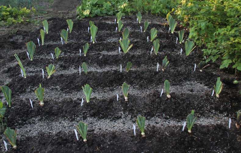 Посадка луковичных ирисов в открытый грунт весной и осенью: сроки, схемы, правила