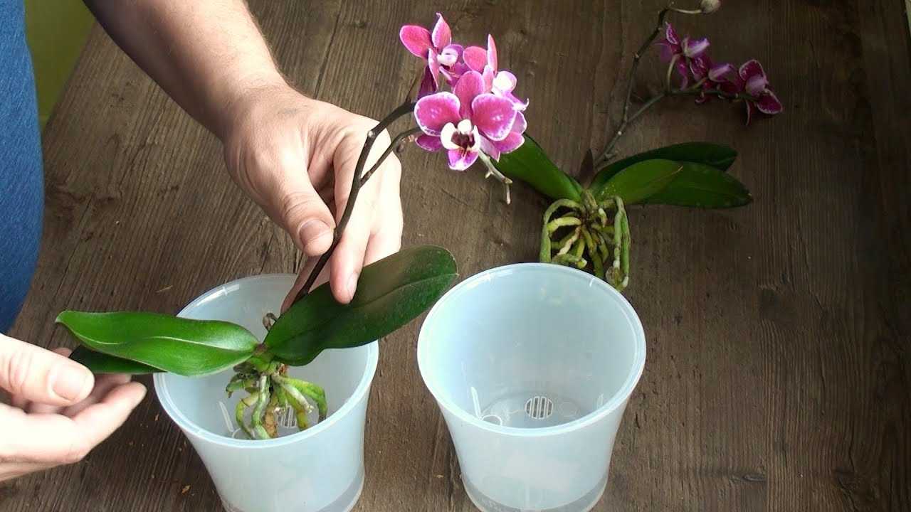 Можно ли пересаживать орхидею зимой: в декабре, январе, феврале, а также цветущую?