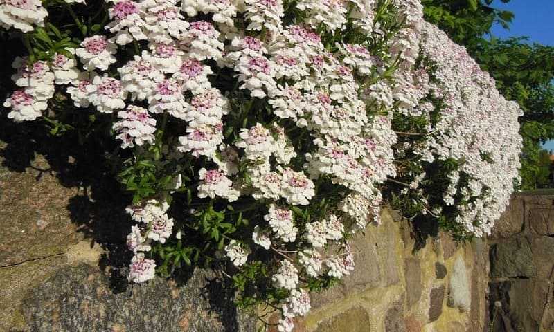Цветок иберис многолетний — выращивание и уход