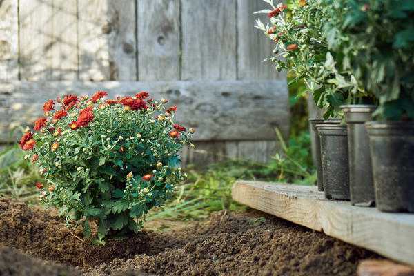 Кустовая хризантема садовая многолетняя: посадка и уход, фото