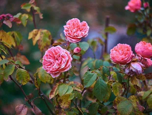 Как ухаживать за розами осенью: обрезка, осенняя подкормка, полив, укрытие на зиму, размножение и пересадка