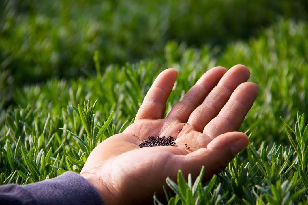 Выращивание лаванды из семян: правила посева на рассаду, ухода, пикировки