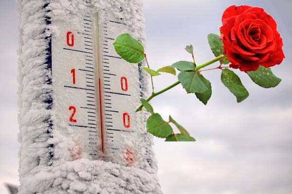 Обрезка плетистых роз на зиму: советы по обрезке вьющихся роз осенью для начинающих. как правильно сделать укрытие? как подготовить розы к обрезке?