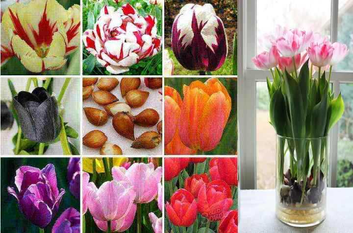 Как вырастить тюльпаны к 8 марта в домашних условиях: подготовительные работы