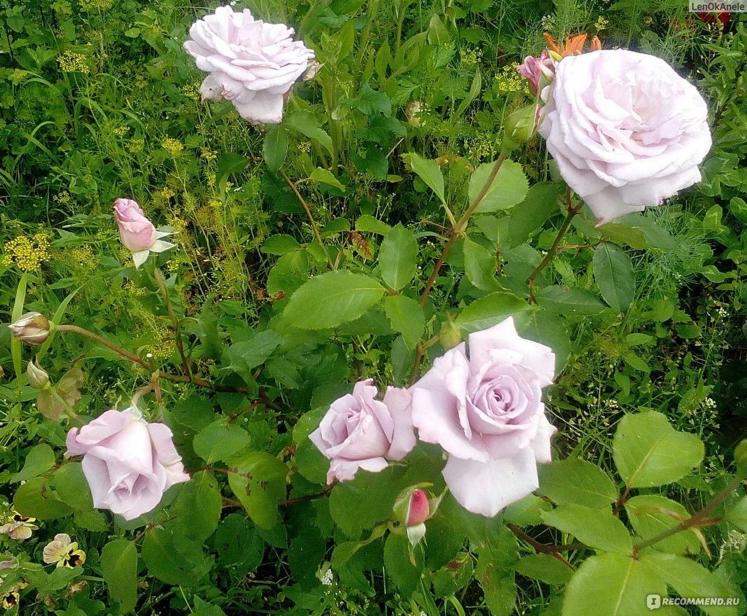Роза «софи лорен»: описание сорта, фото и отзывы