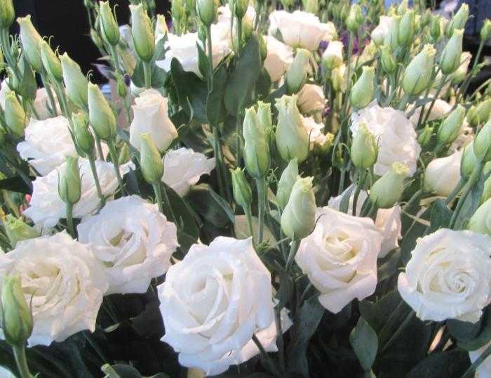 Розы без шипов: название и описание сортов с фото, а также особенности выращиваниядача эксперт